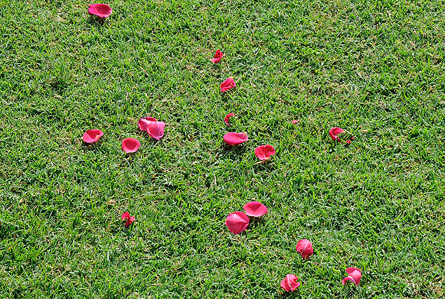 Los pétalos de rosa espacidos en el césped del Parque Viera. 
