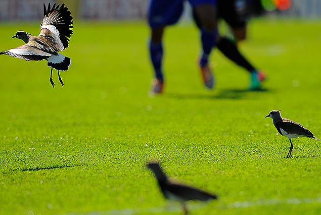 Los teros de Belvedere