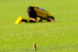 La pequeña ave invitada y espectador de lujo en el Parque Viera.