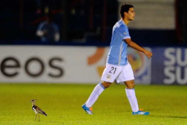 El tero posado en la cancha en pleno partido es un espectador de lujo. Al fondo camina el defensor uruguayo Guillermo Cotugno. 