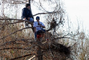Mirando el partido desde el árbol