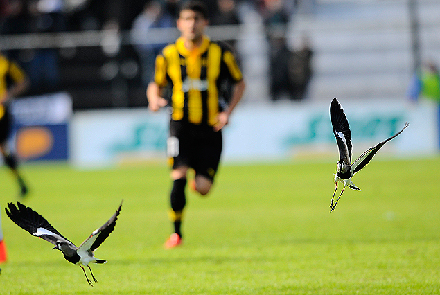 Los teros levantan vuelo en la cancha en pleno partido, por detrás aparece corriendo Luis Aguiar.